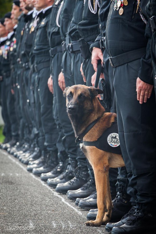 Police dog Diesel made international headlines when she was killed by a suicide bomber in Paris
